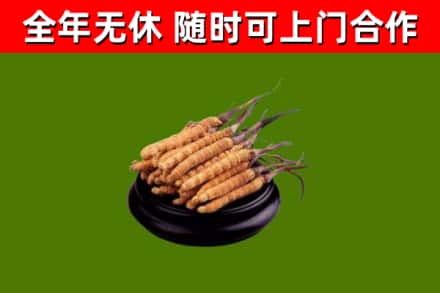 鞍山烟酒回收冬虫夏草.jpg